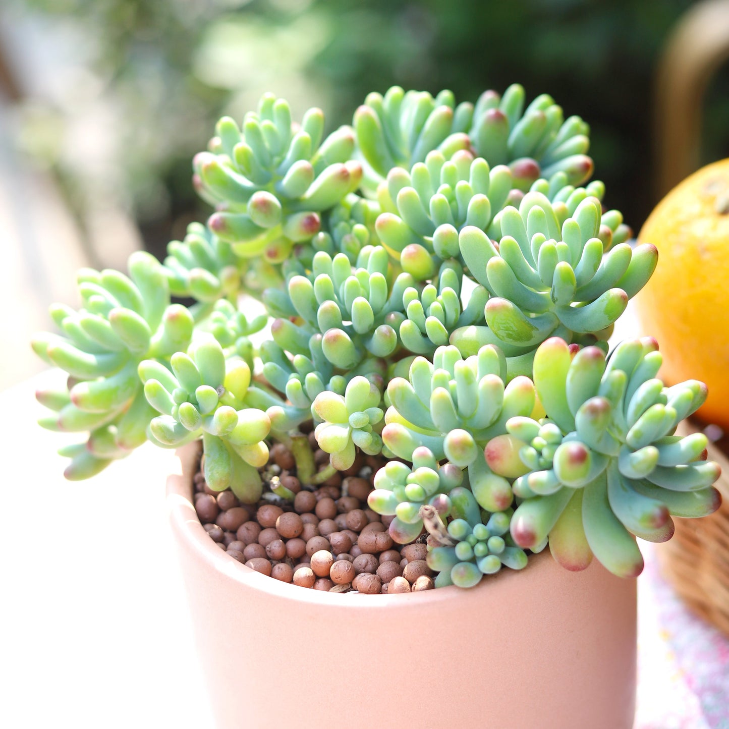 Green Jelly Bean Sedum