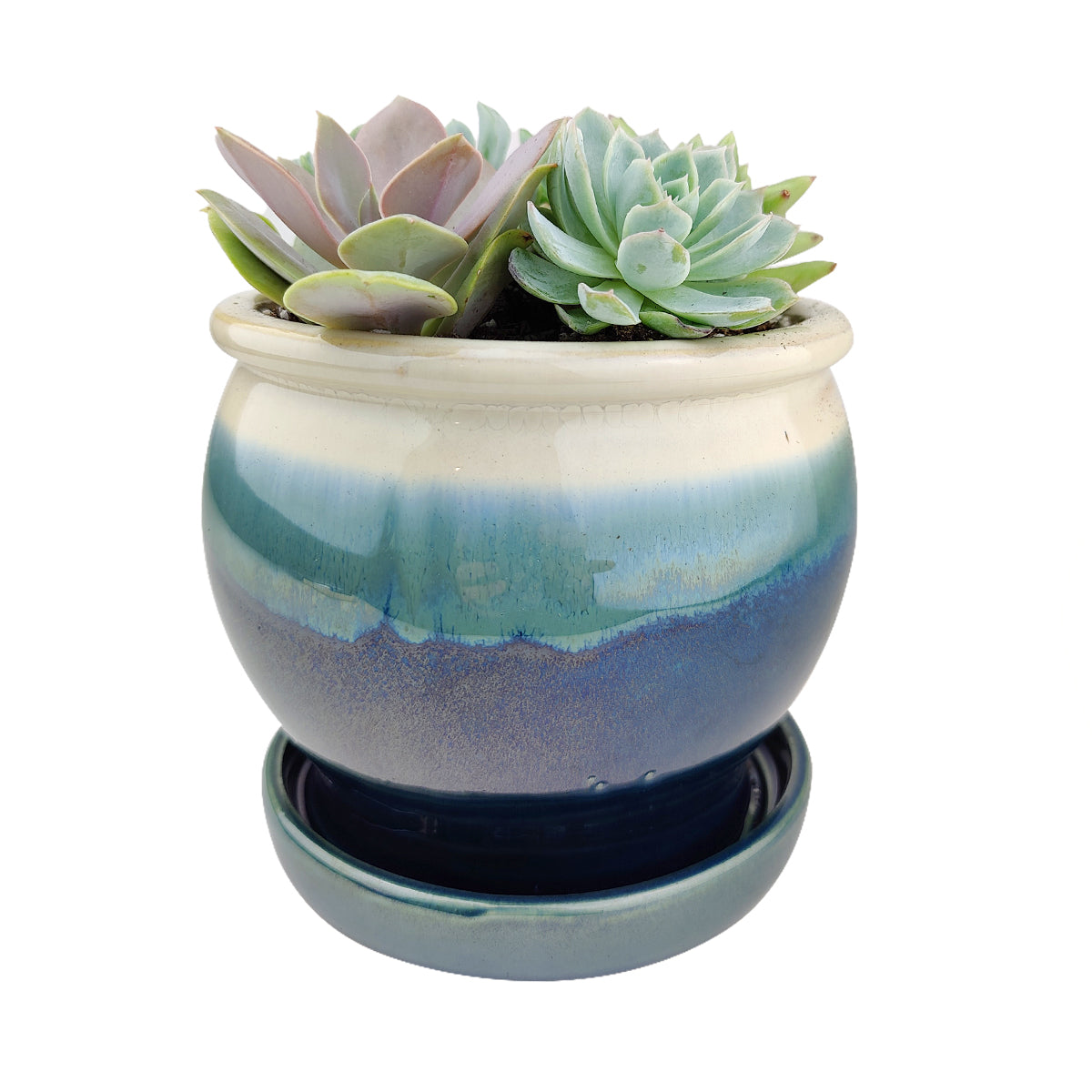 Succulent Arrangement in Dark Blue Ceramic Planter & Attached Saucer