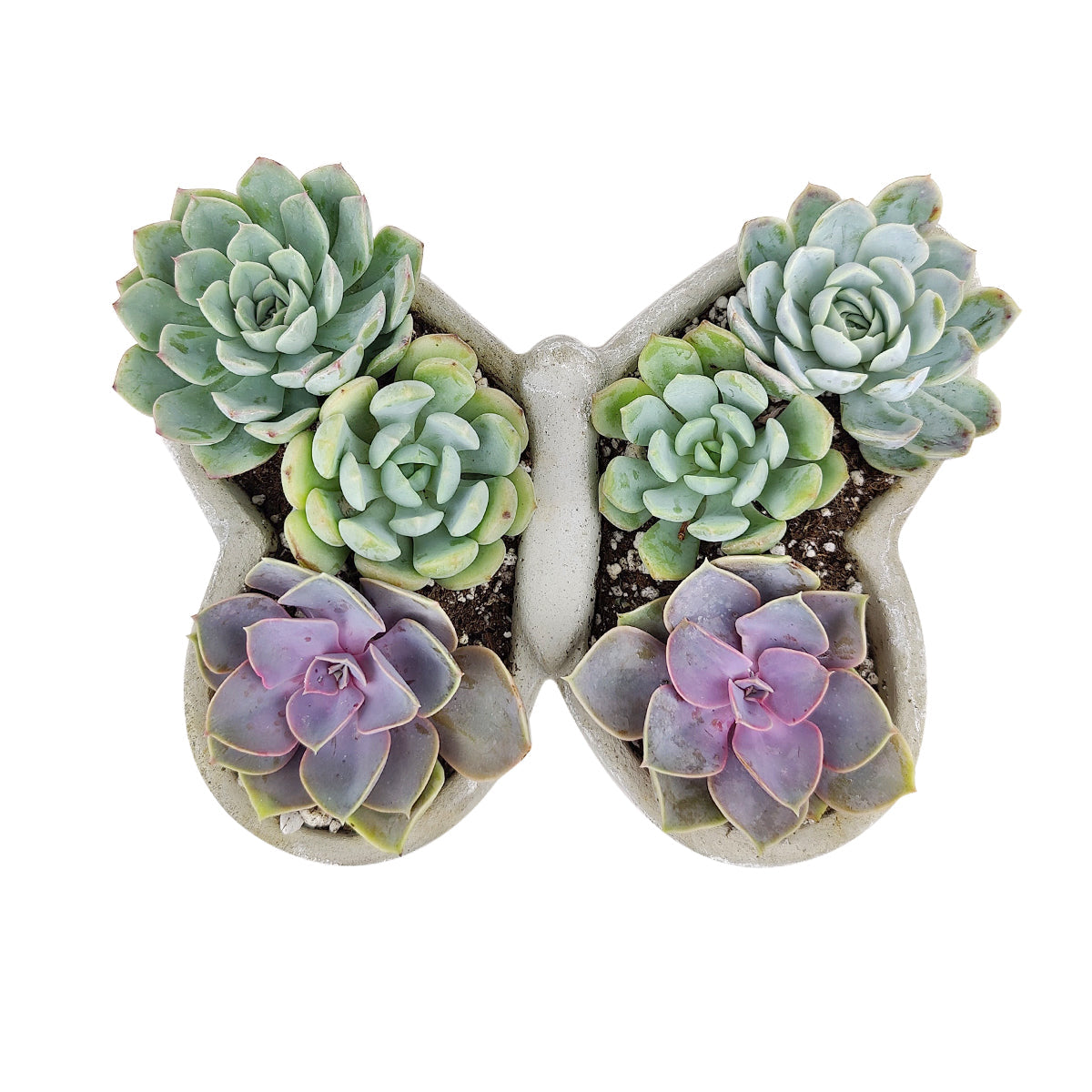 Butterfly Succulent Arrangement