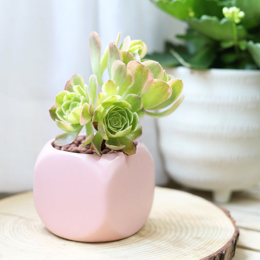 Aeonium Sunburst Copper Pinwheel