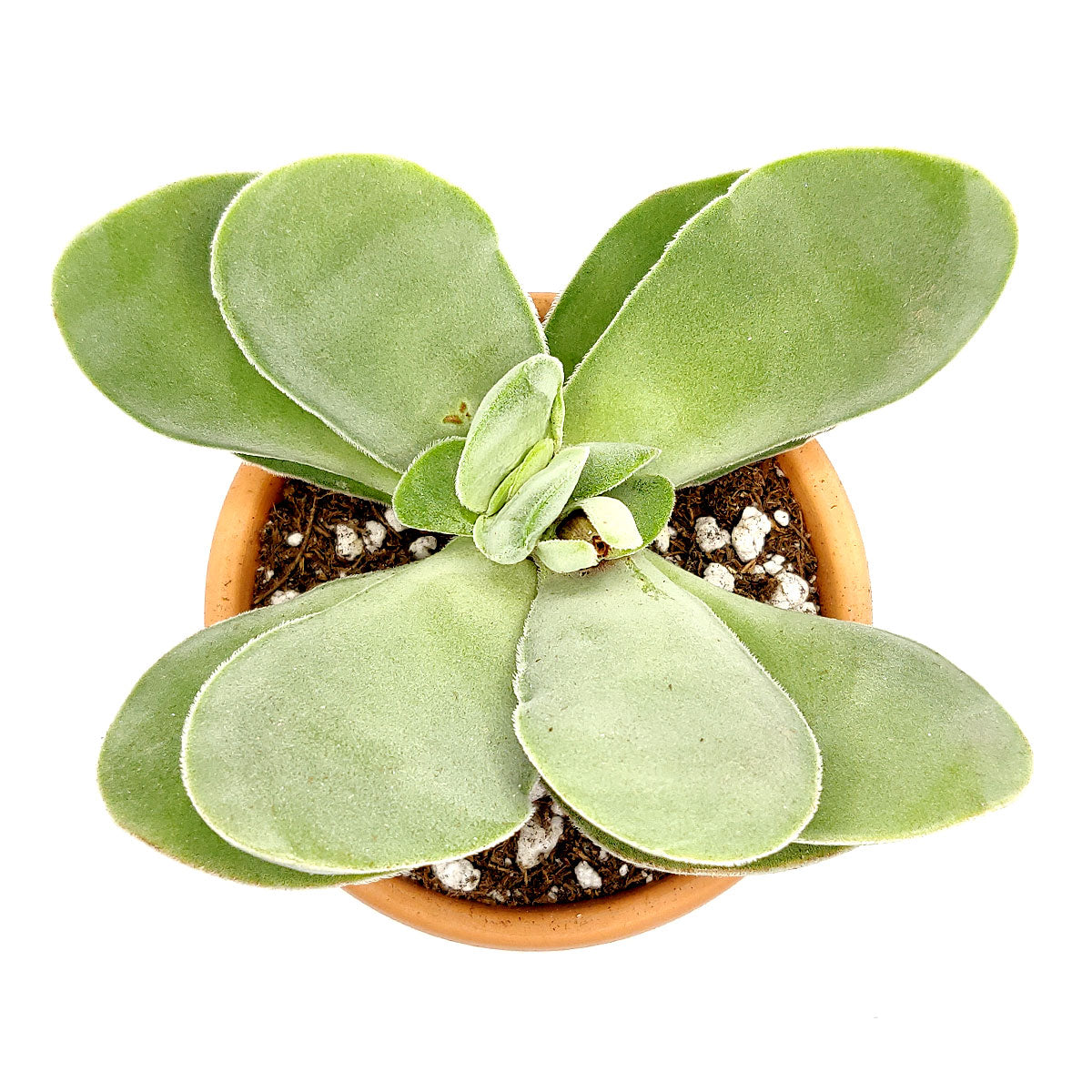 Kalanchoe Flapjacks Succulent