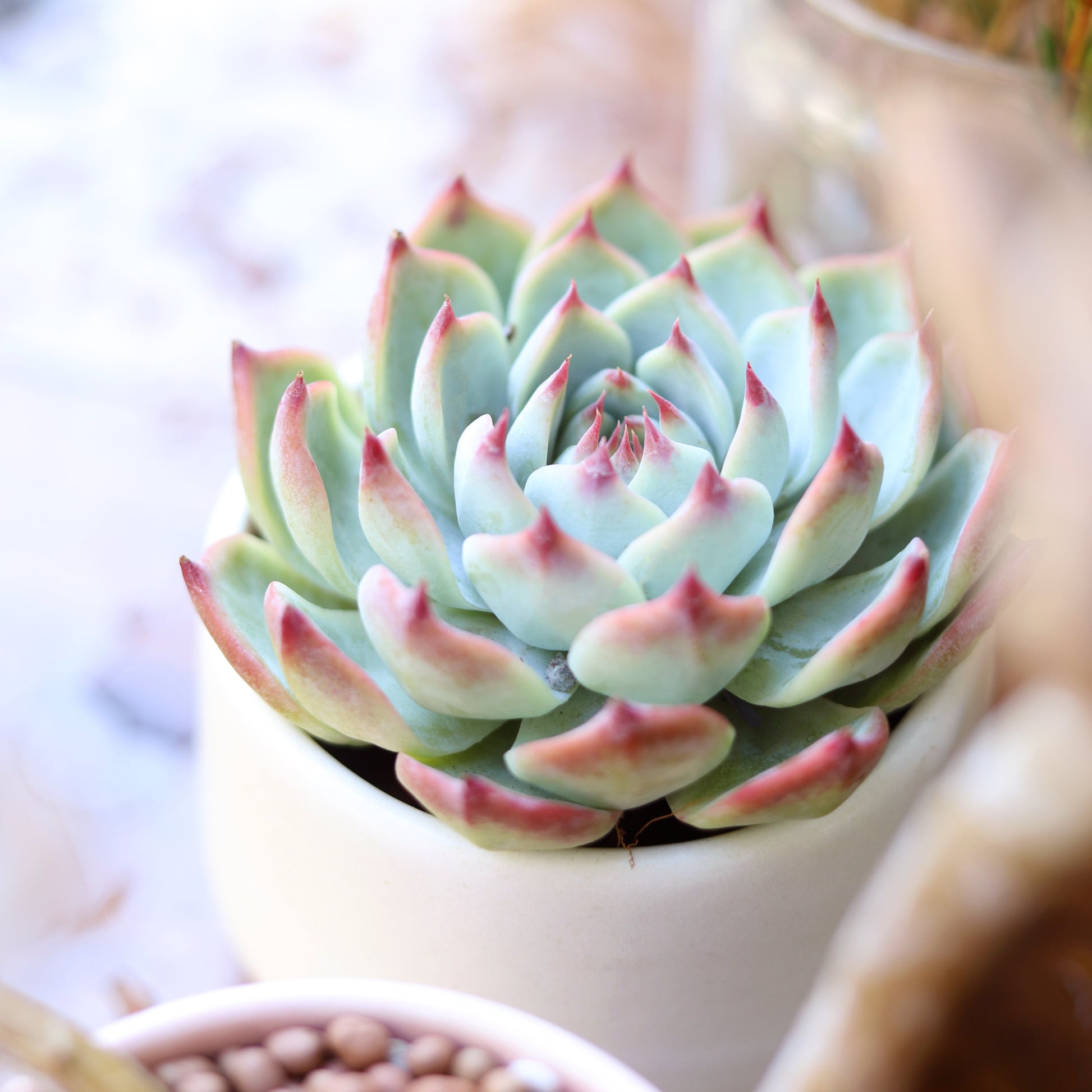 tippy succulent Echeveria Tippy Pink Succulent – Lovehopegrow