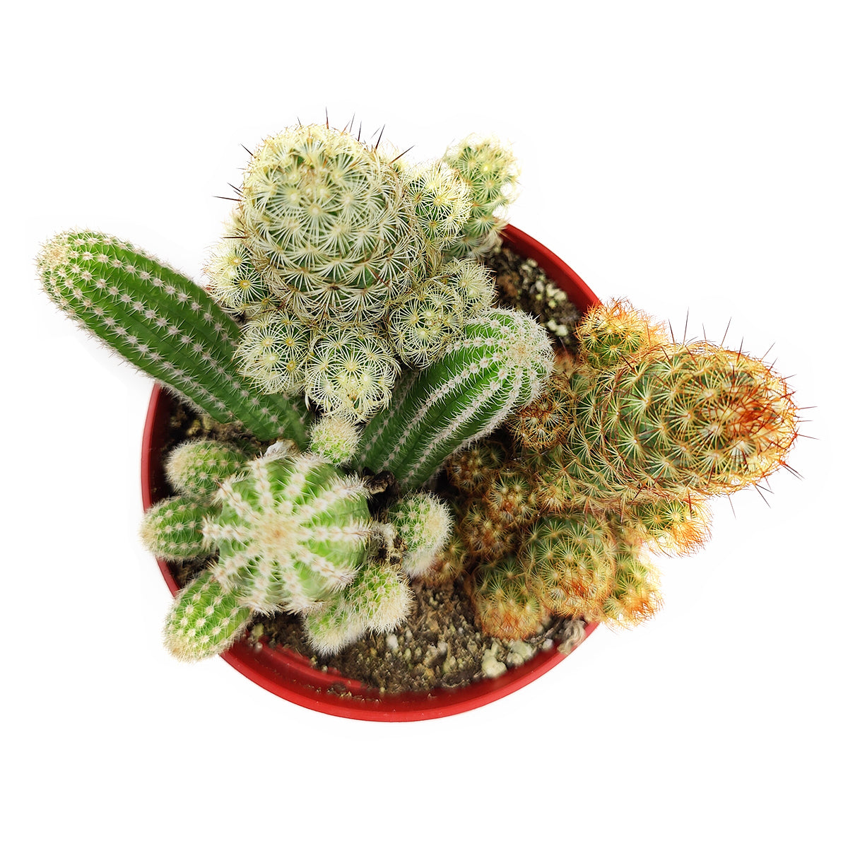 Cactus Garden Arrangement