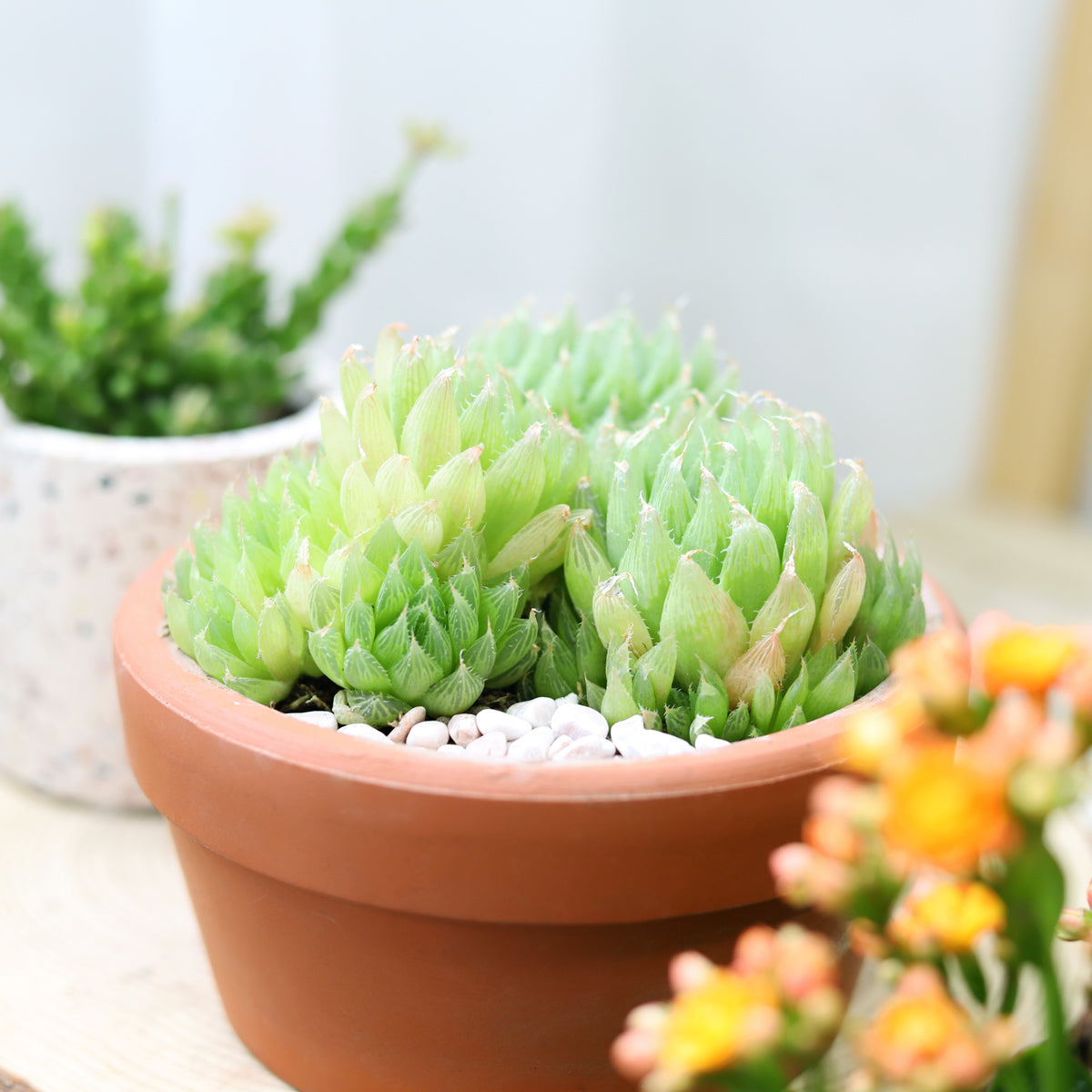 Haworthia Cooperi Succulent