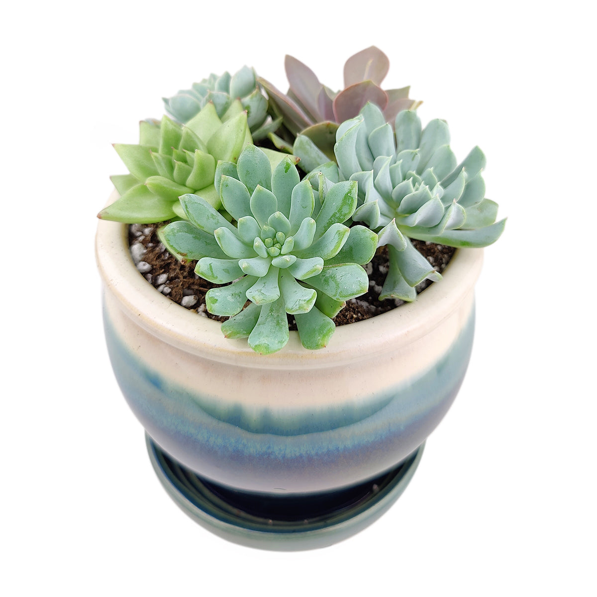 Succulent Arrangement in Dark Blue Ceramic Planter & Attached Saucer