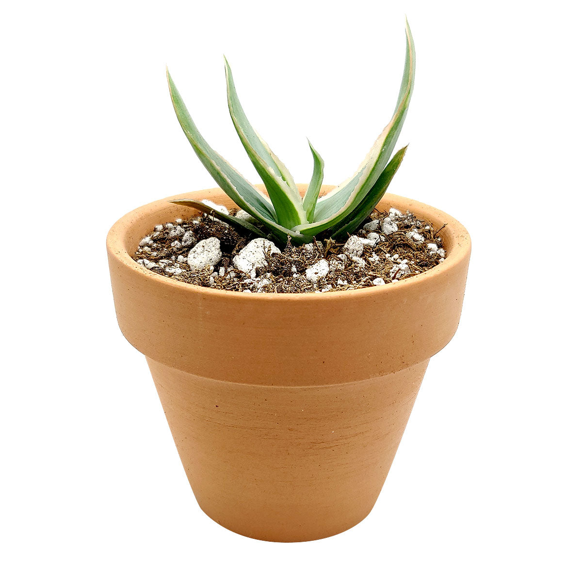 Coral Aloe Vera Striata