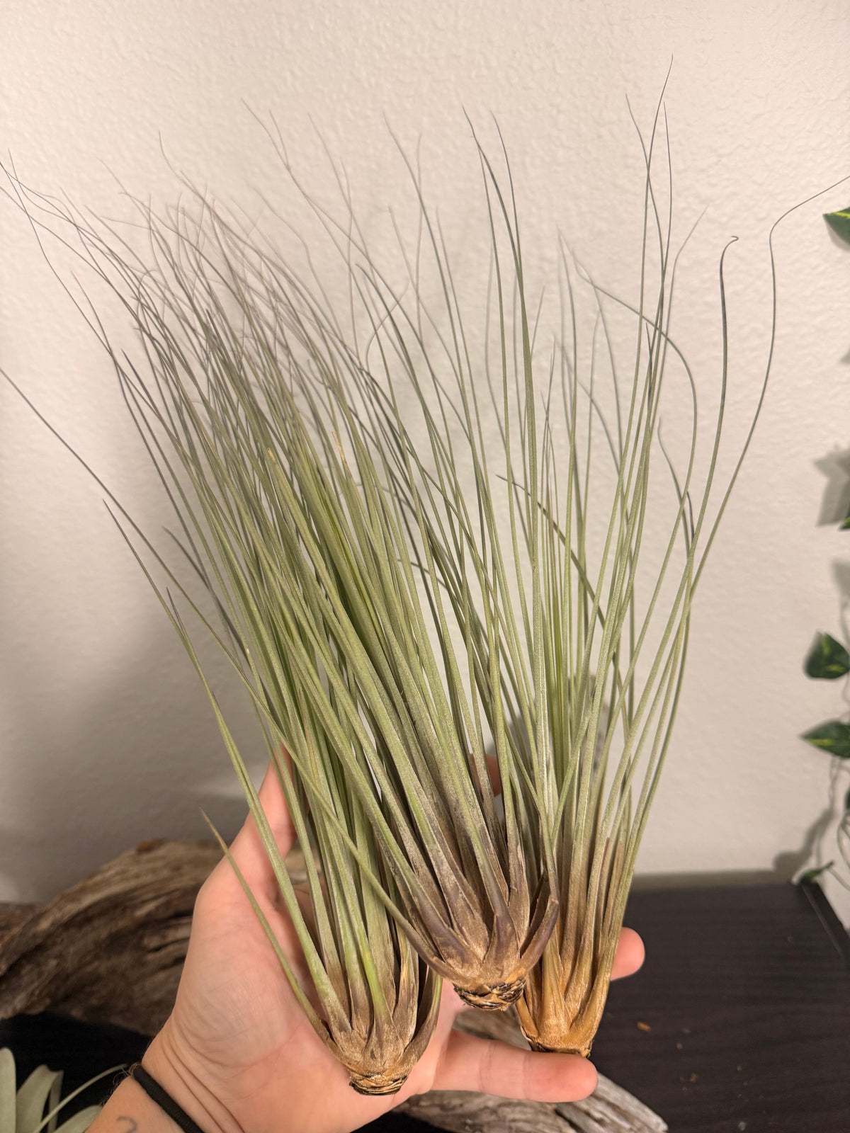 Tillandsia Juncea 3 Pack Air Plants - 7 to 10 Inches - Long Grass Air Plants - Easy Maintenance - Large Leaf Air Plant - Indoor Houseplant - Tropical