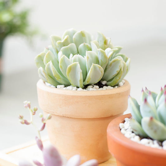 Echeveria Topsy Turvy