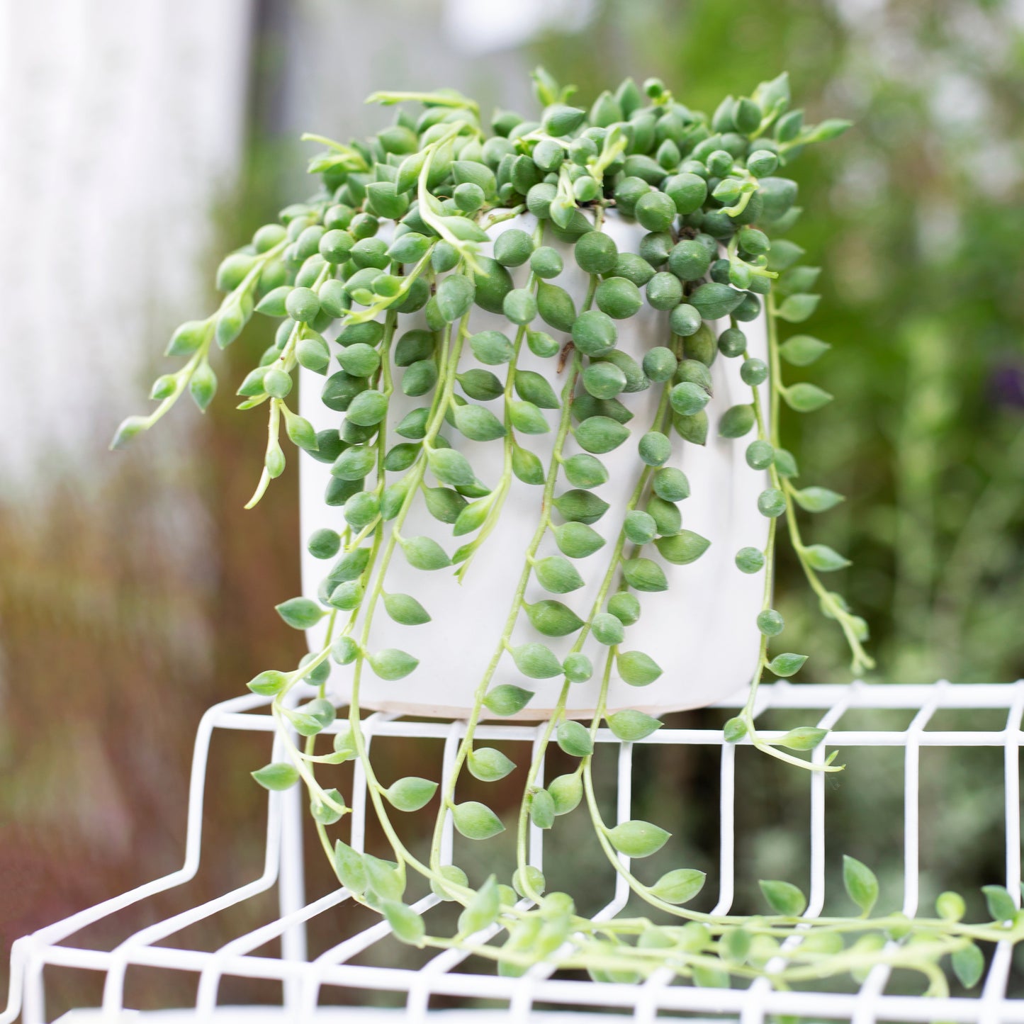 String of Tears Senecio Herreianus