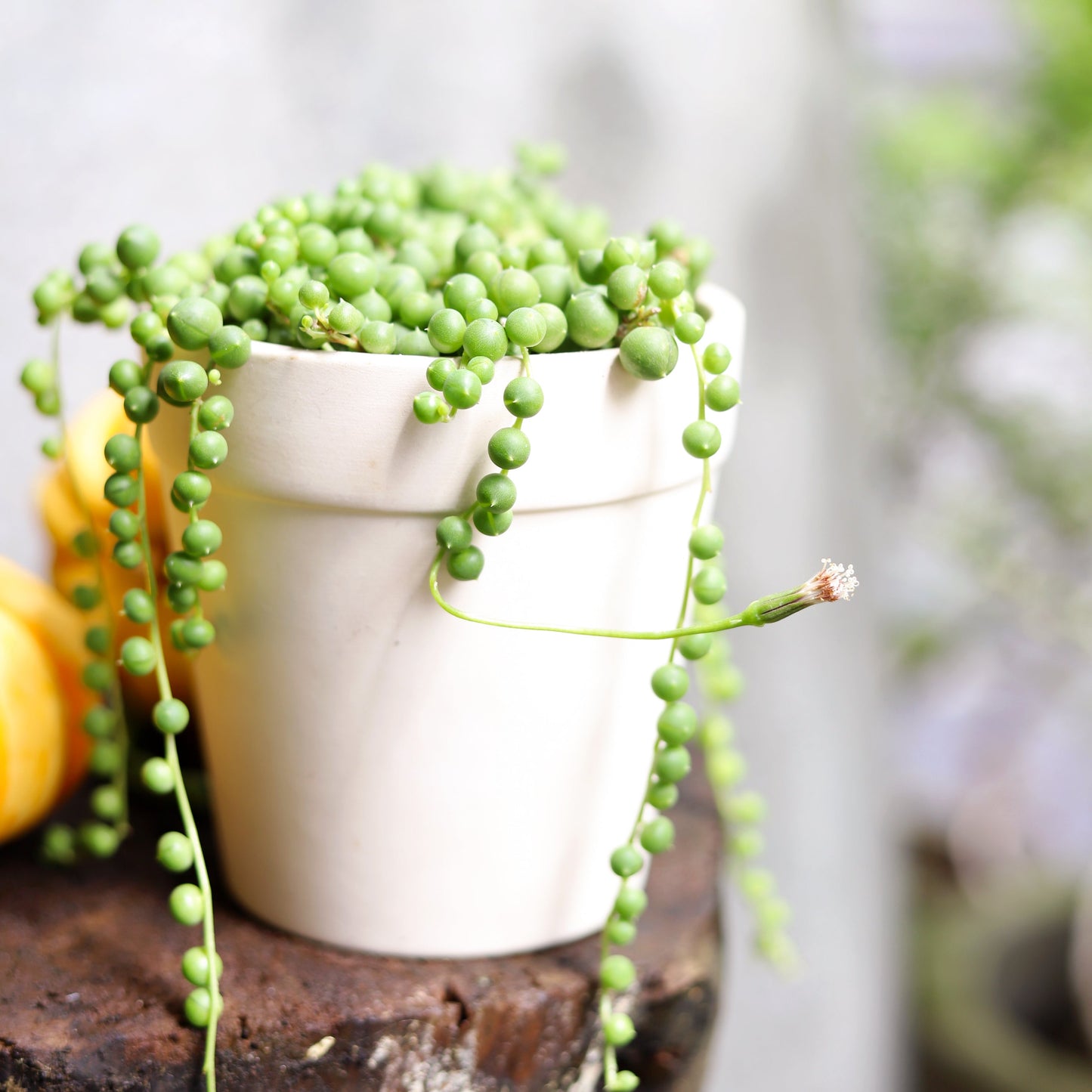 String Of Pearls Senecio Rowleyanus