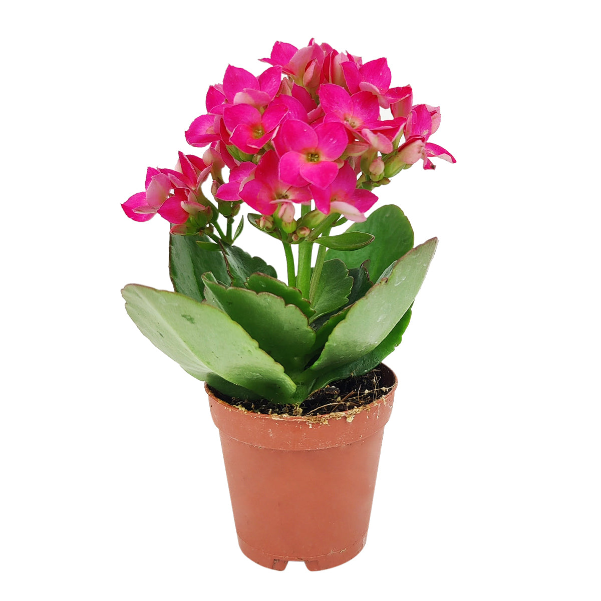 calandiva succulent Kalanchoe blossfeldiana 'Calandiva Purple' – Lovehopegrow