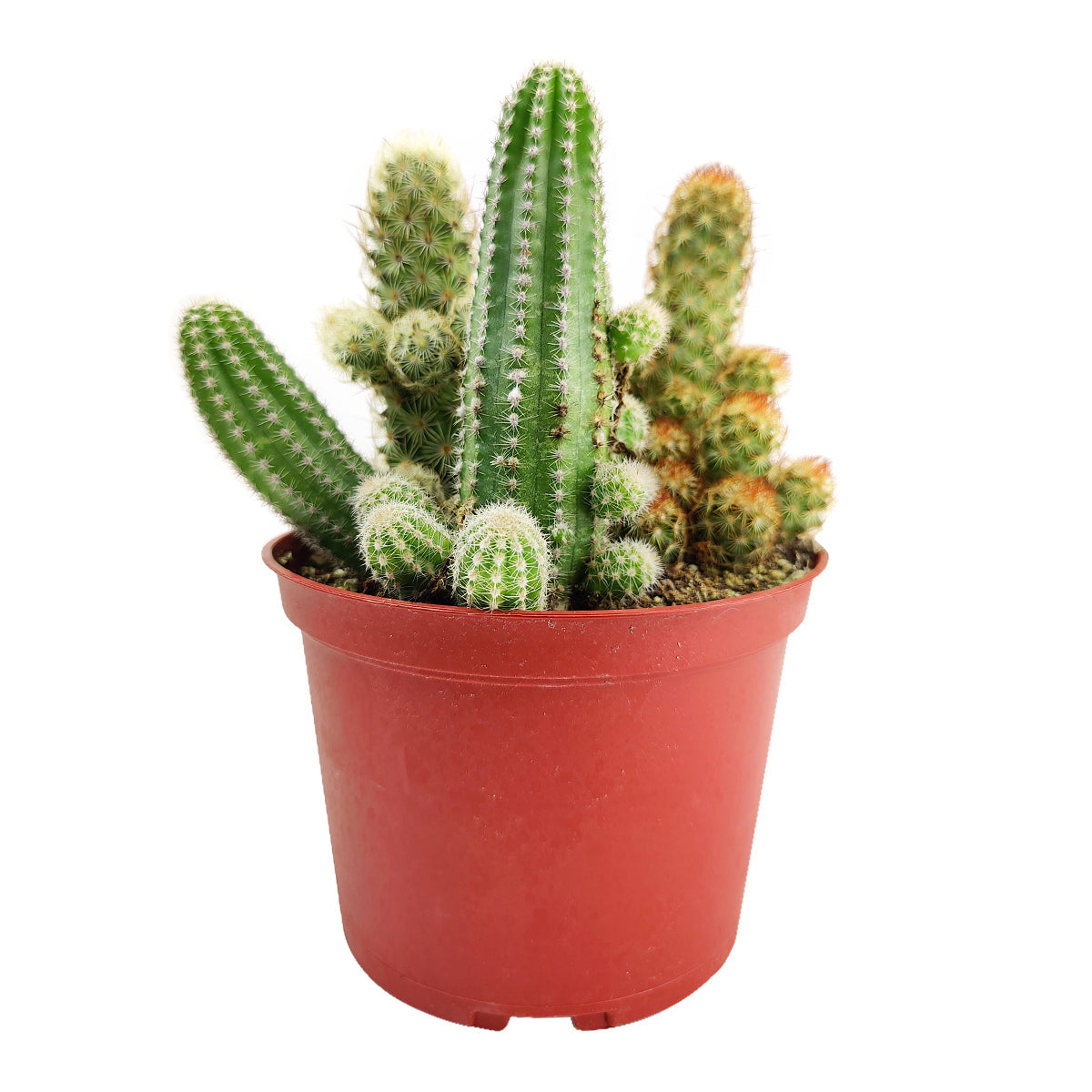 Cactus Garden Arrangement