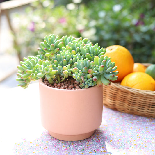 Green Jelly Bean Sedum