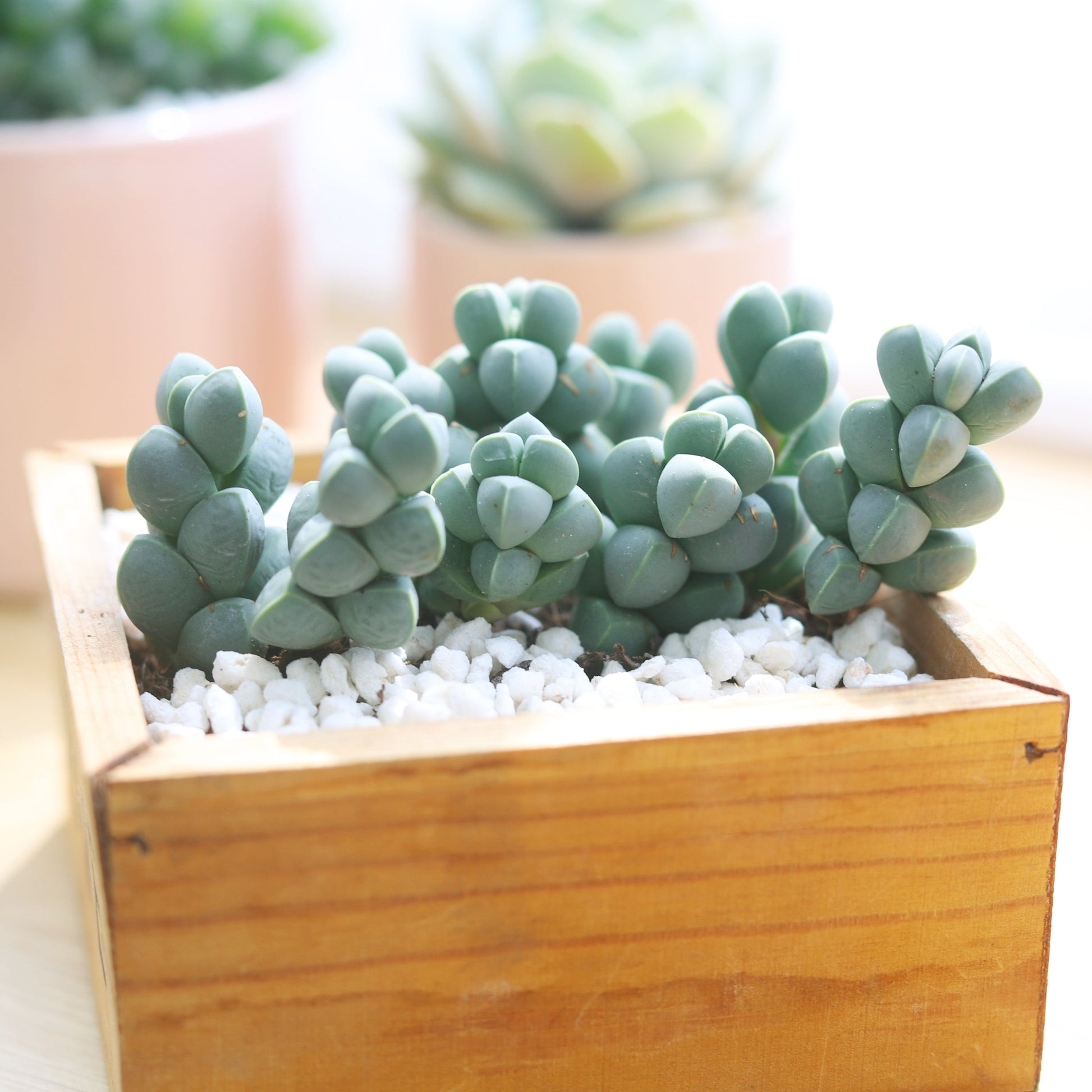 ice plant succulent images Ice Plant Corpuscularia Lehmannii 4 inch / White Modern Pot by Succulents Box