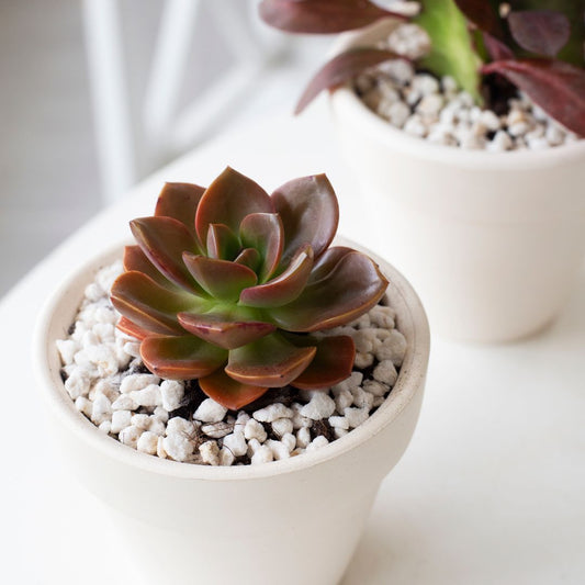 Echeveria Melaco Brown Rose