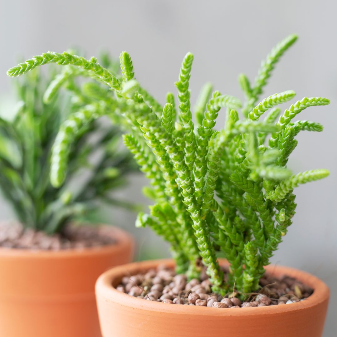 Crassula Watch Chain