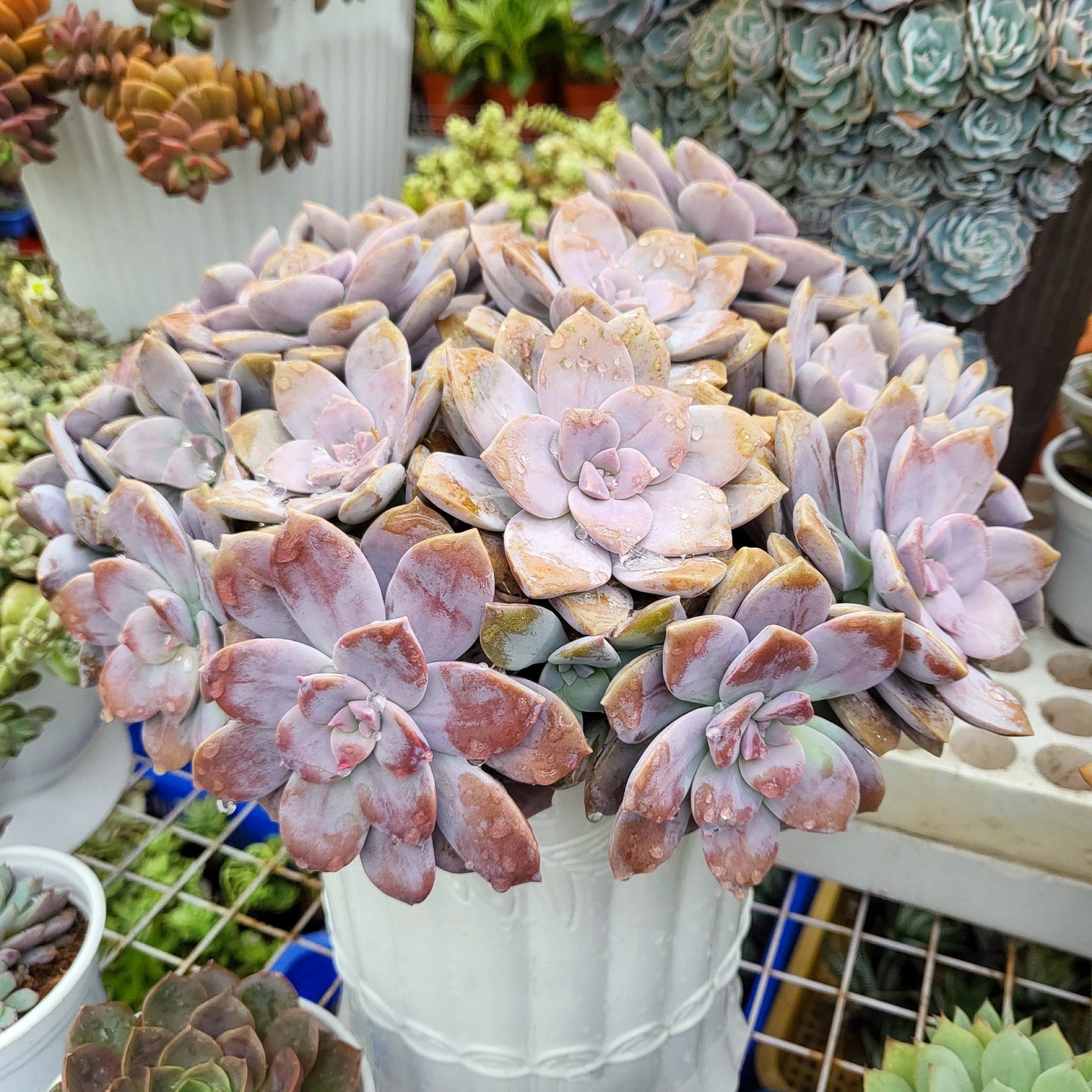 Graptopetalum Superbum