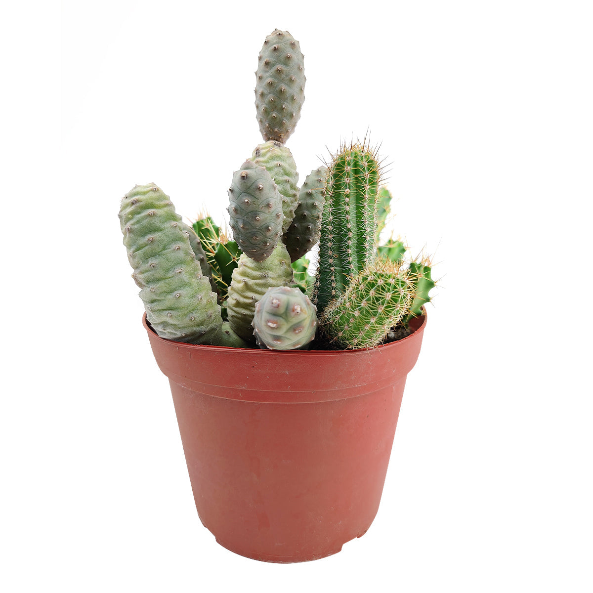 Cactus Garden Arrangement