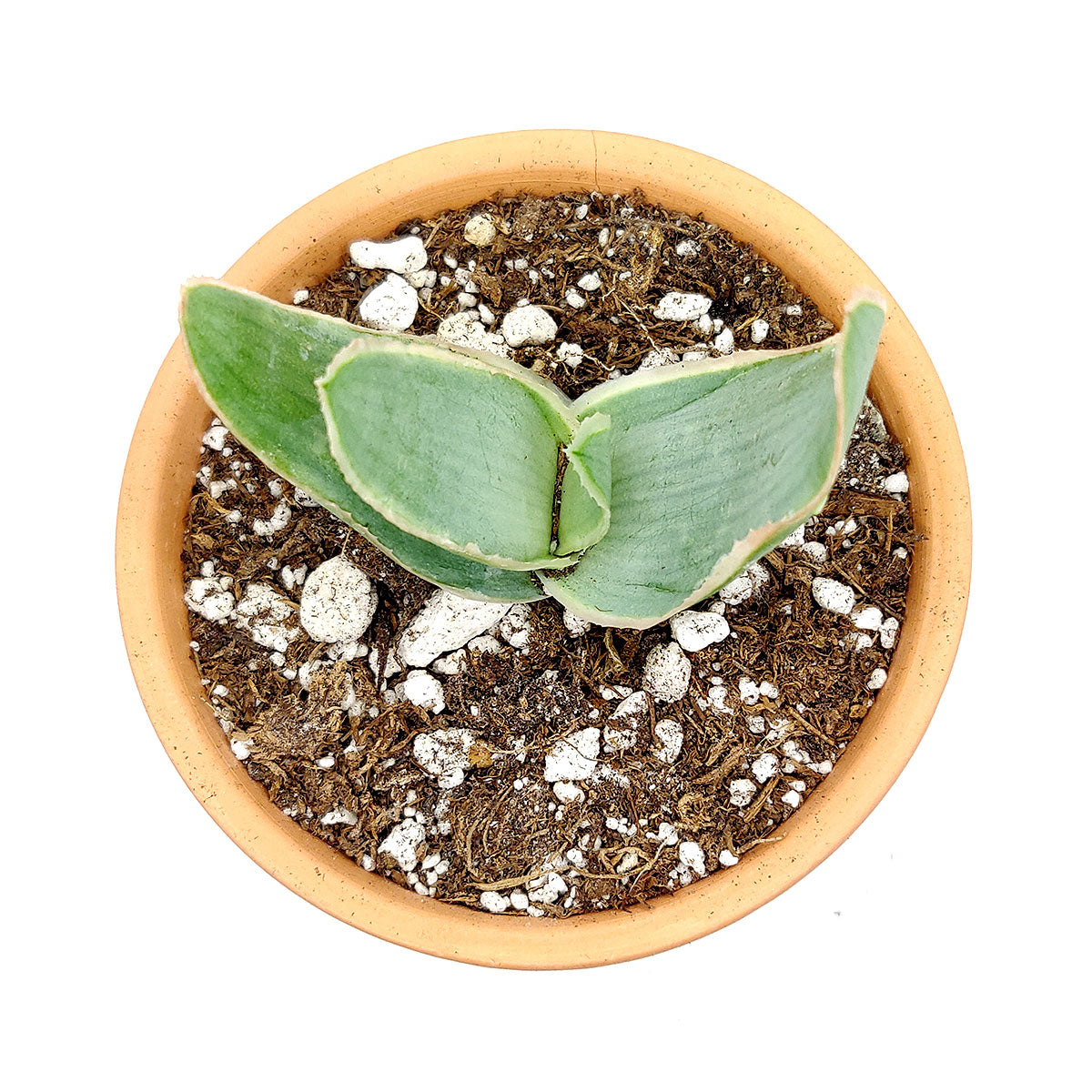 Coral Aloe Vera Striata