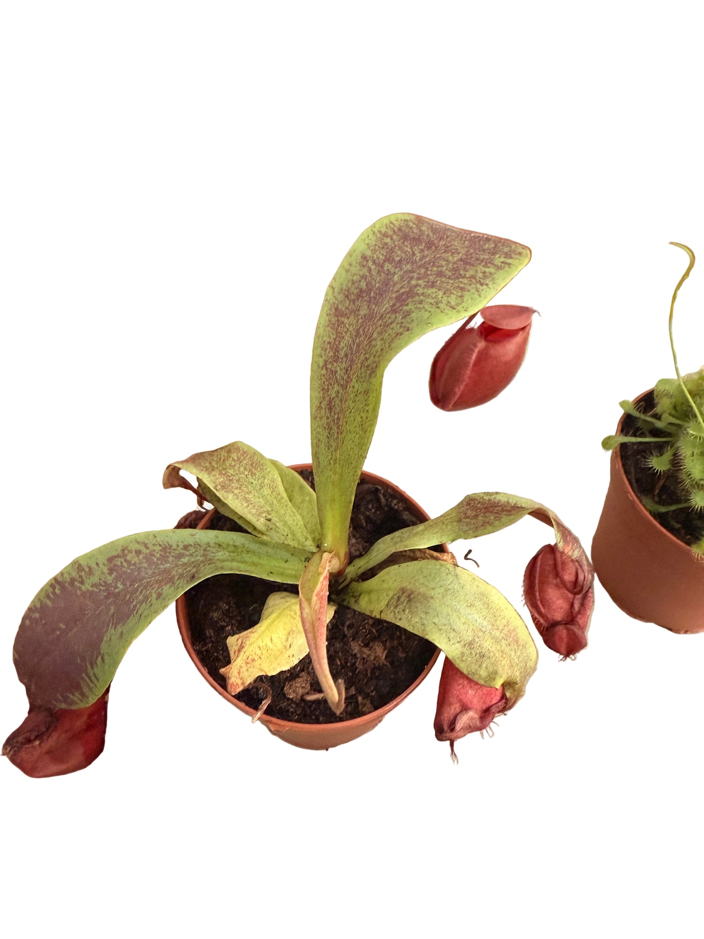 Mix of Carnivorous Live Plants - Low-Maintenance - Sundew - Sarracenia - Nepanthes - Insect-eating Plants - Terrarium Carnivorous Plants
