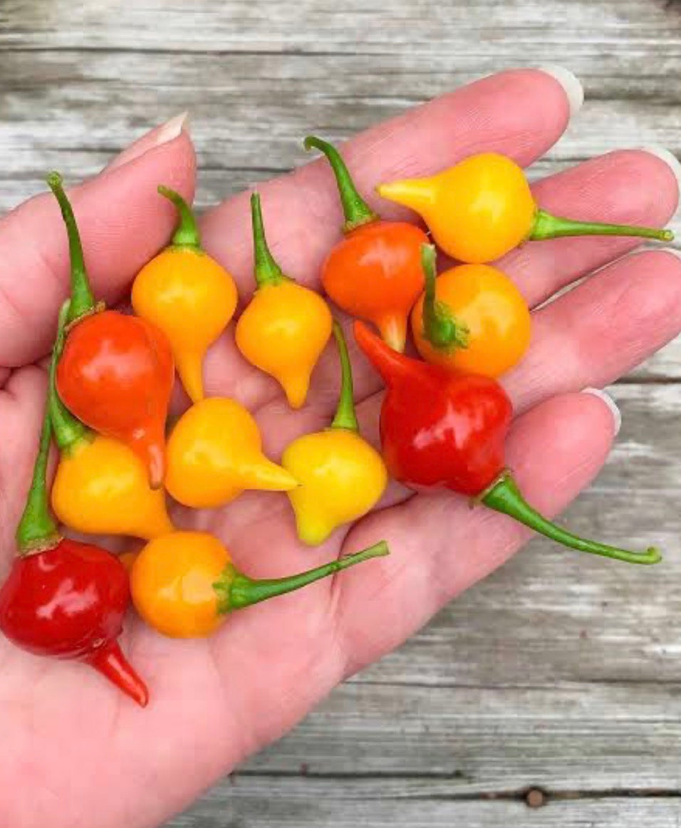 Sweety Drop Peppers