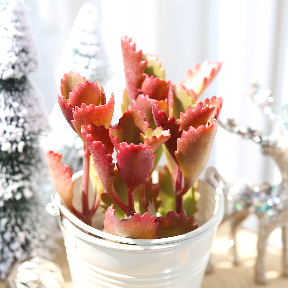 Six Angled Kalanchoe