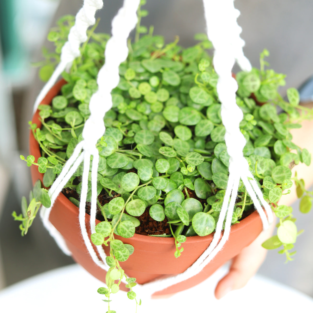 String Of Turtles