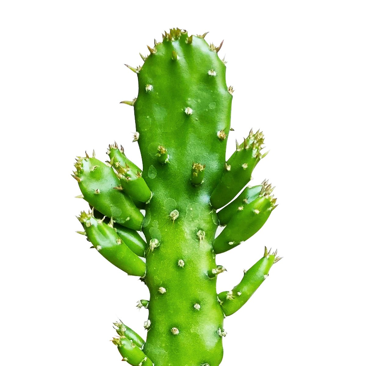 Joseph's Coat Cactus