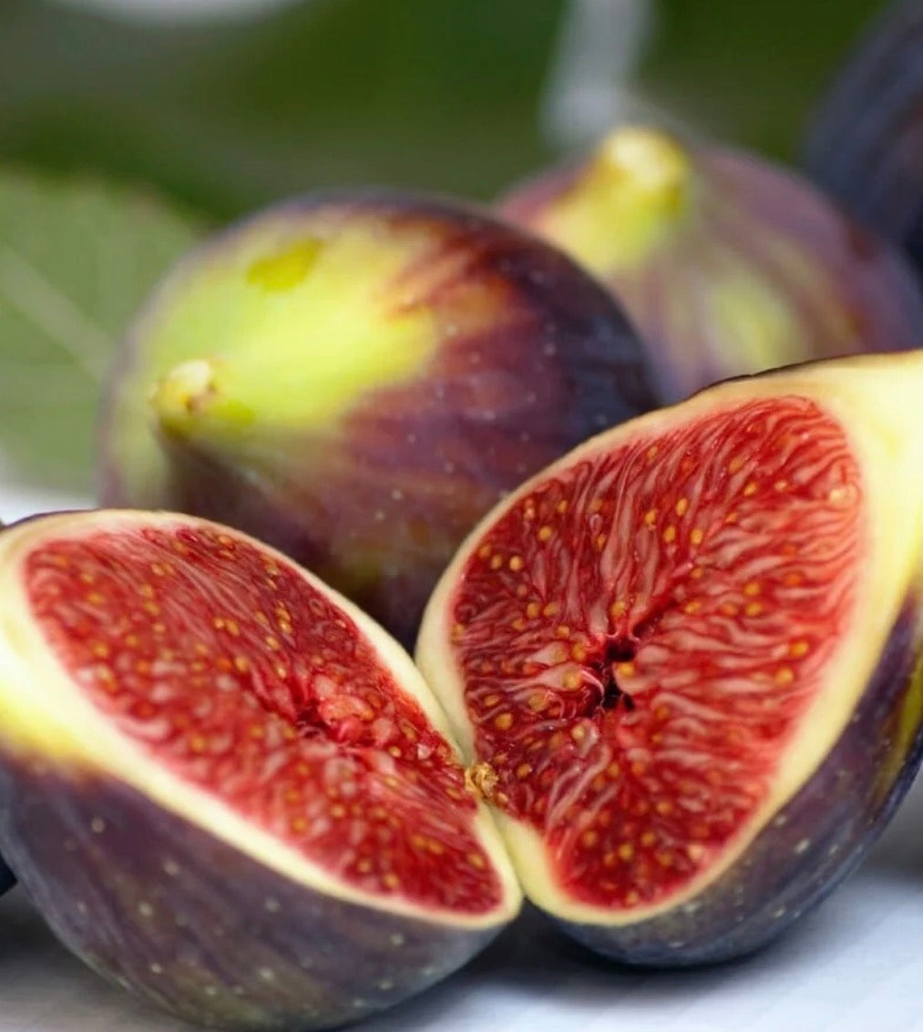 Brown Turkey Fig Tree