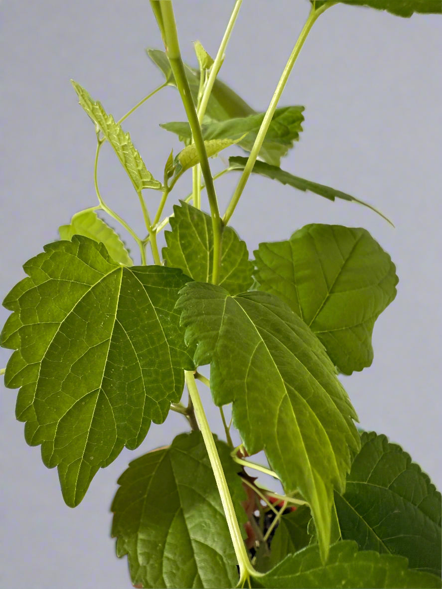 Live Mulberry Plant - Morus Nigra - Dwarf Mulberry - Zones 5 - 10 - Easy Care - Container Growing