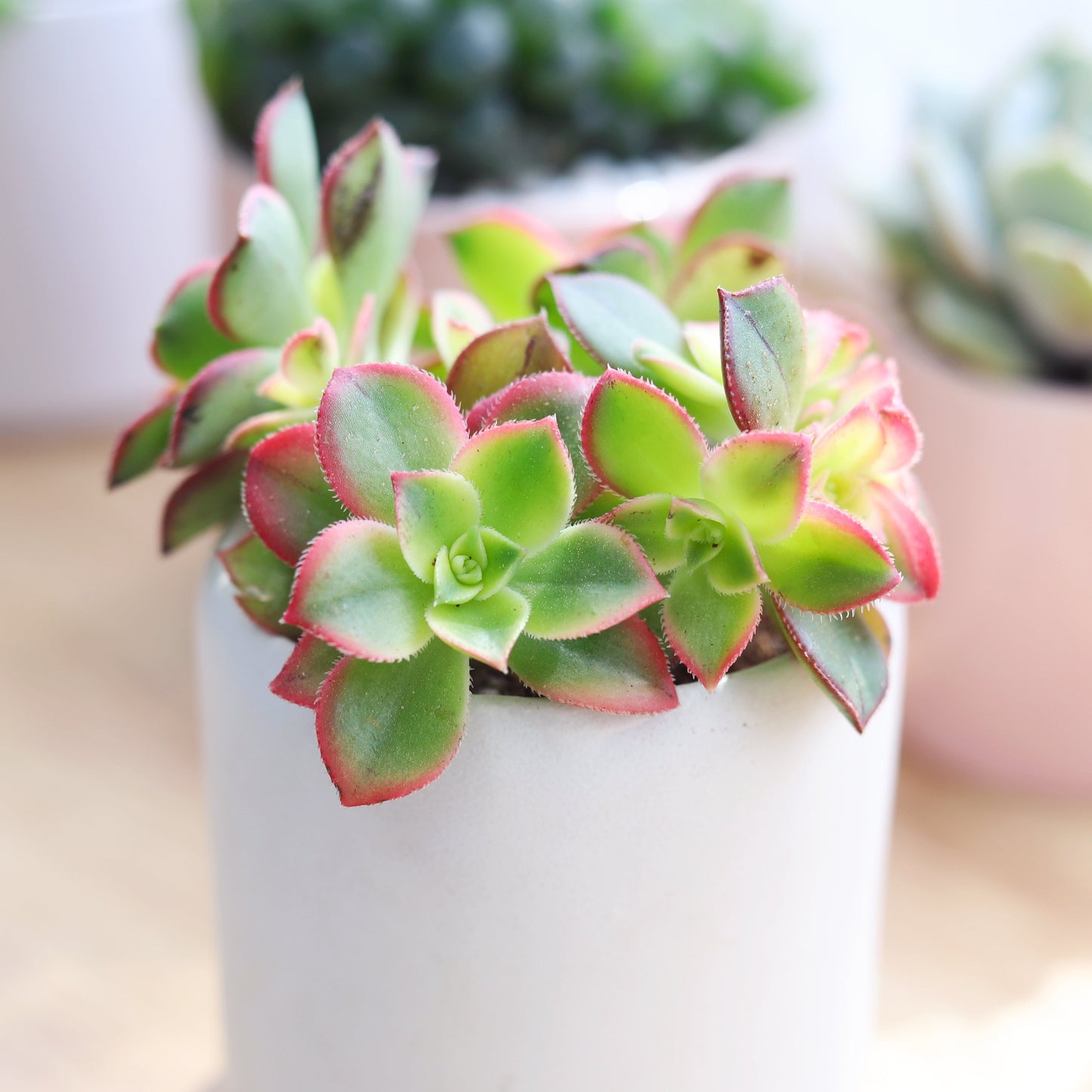 Aeonium Kiwi Haworthii