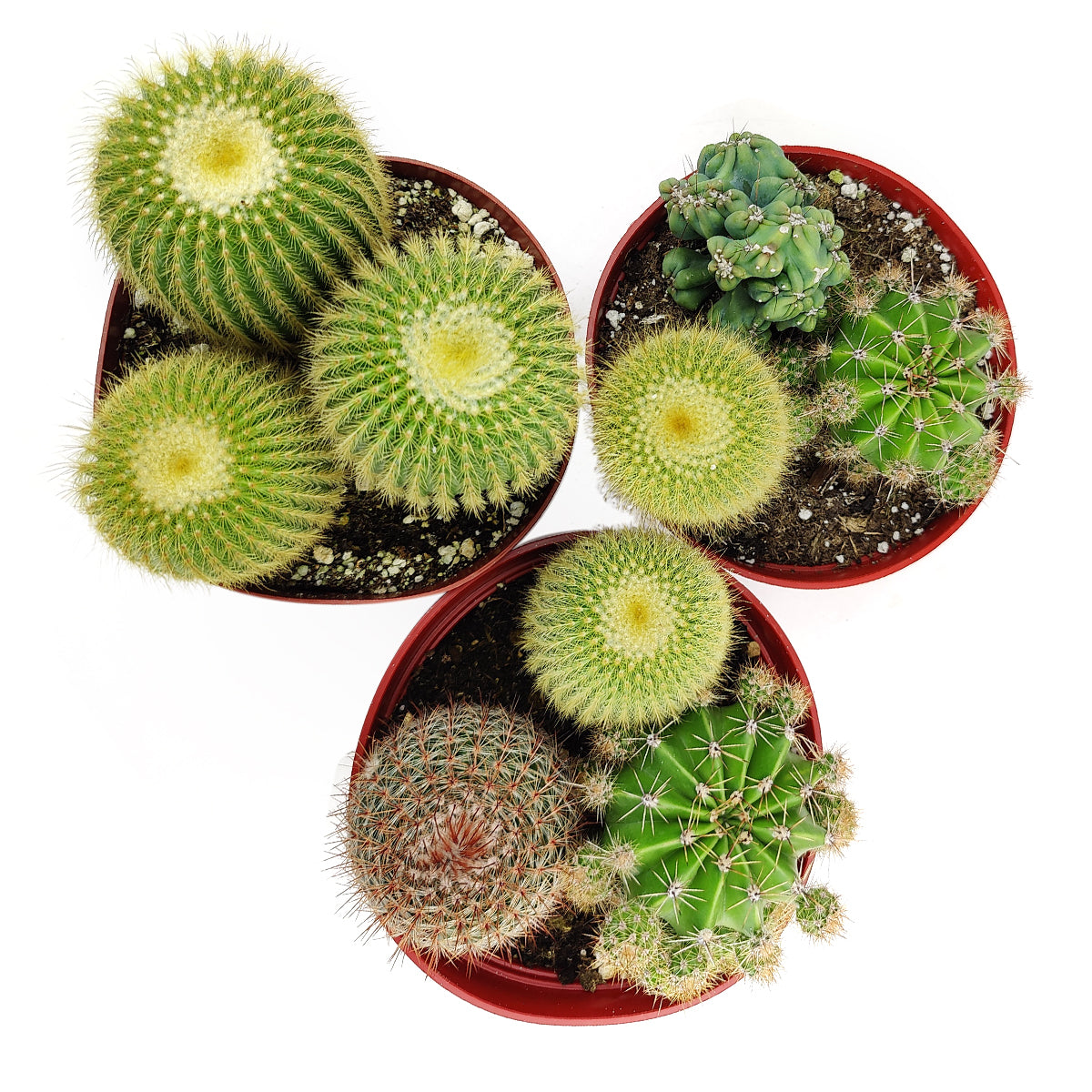 Cactus Garden Arrangement