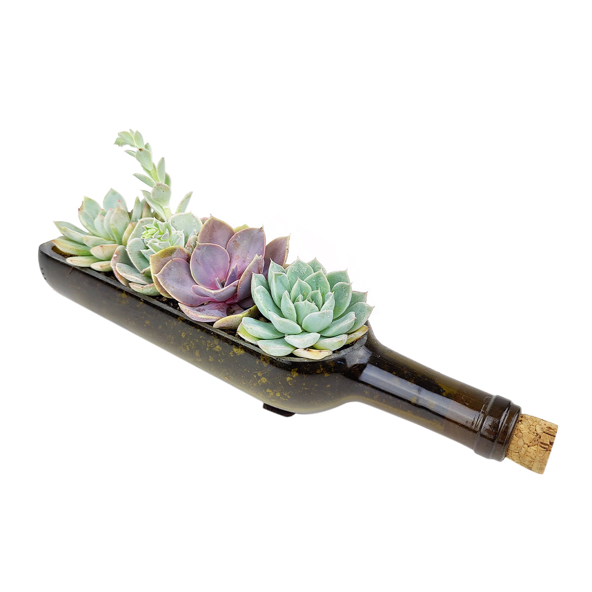 Succulent Wine Bottle Arrangement