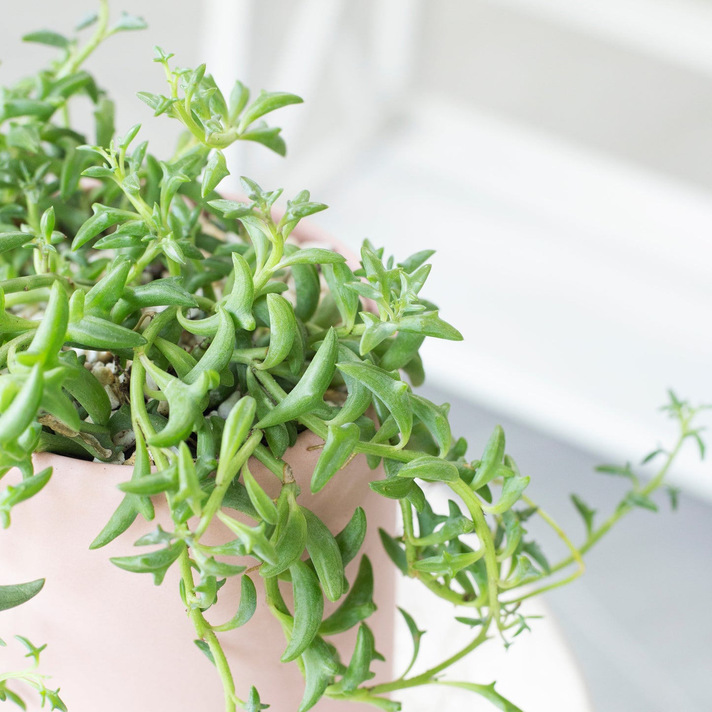 String of Dolphins Senecio Peregrinus Succulent