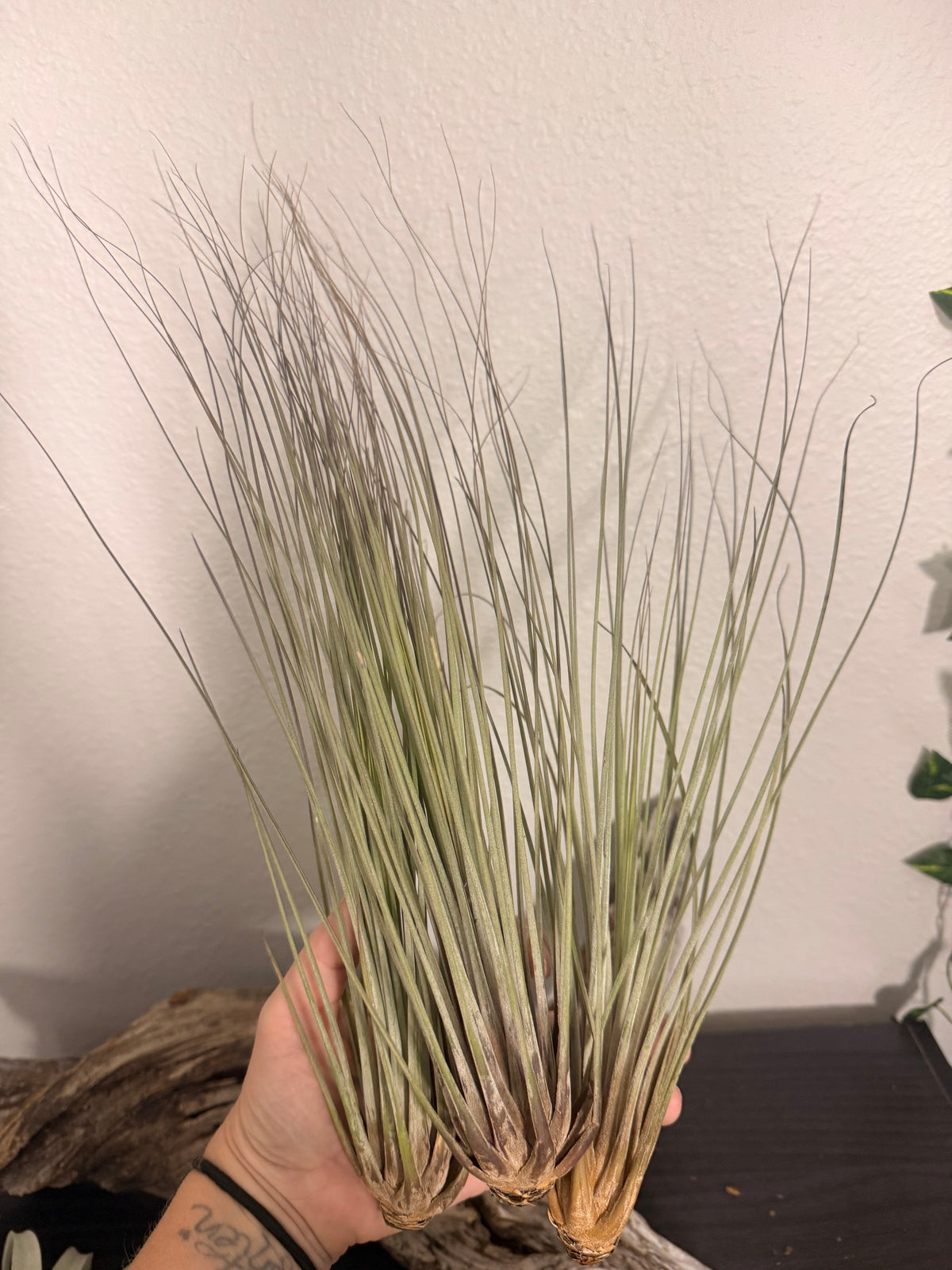Tillandsia Juncea 3 Pack Air Plants - 7 to 10 Inches - Long Grass Air Plants - Easy Maintenance - Large Leaf Air Plant - Indoor Houseplant - Tropical
