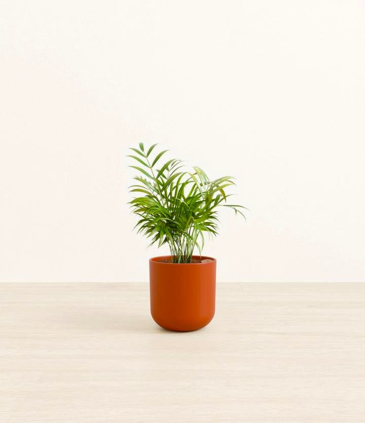 Parlor Palm