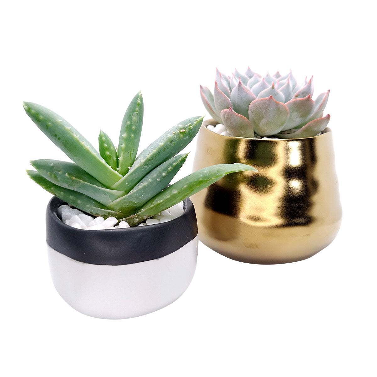 Black White Planter
