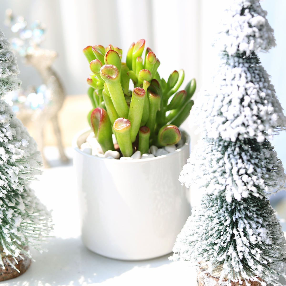 Gollum Jade Crassula