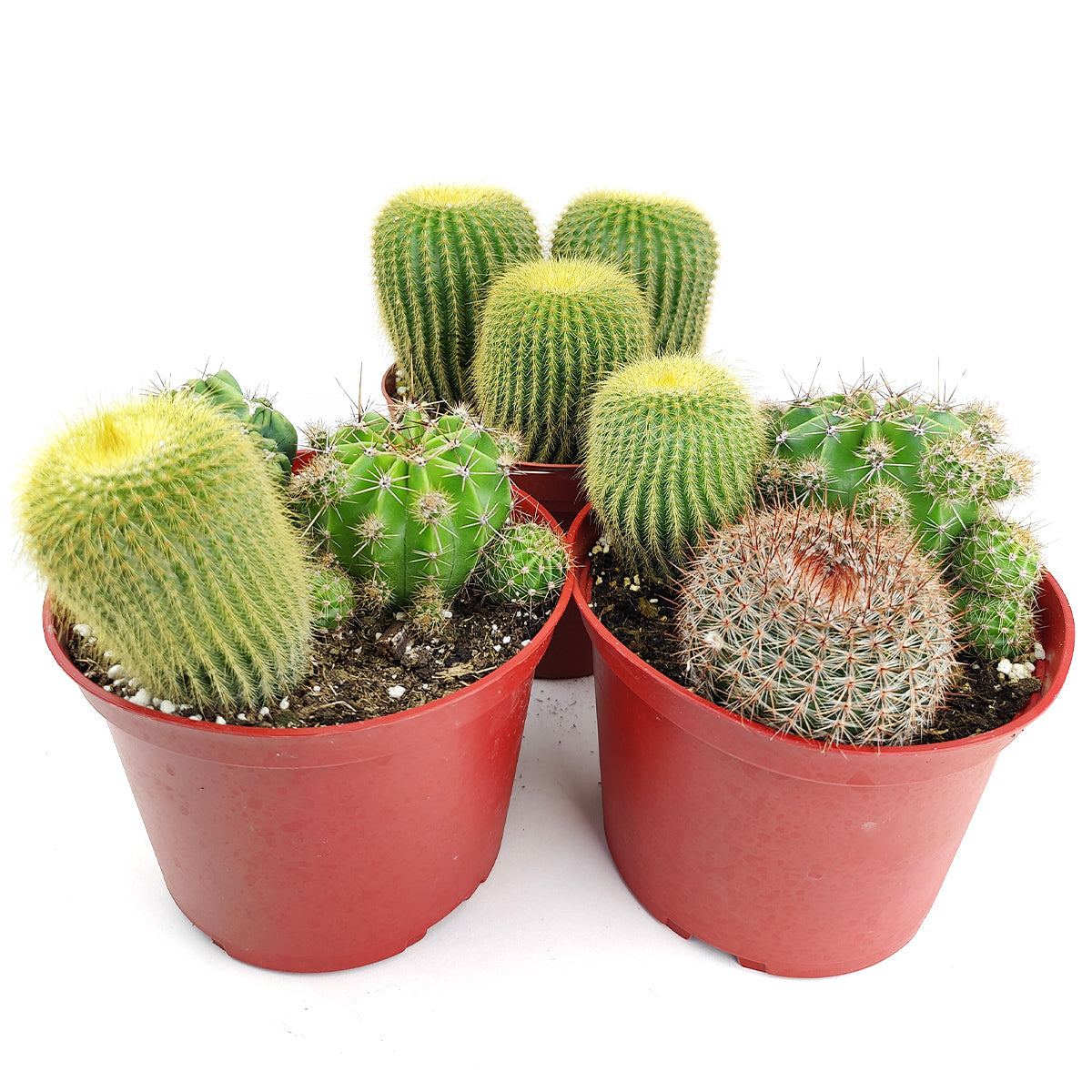 Cactus Garden Arrangement