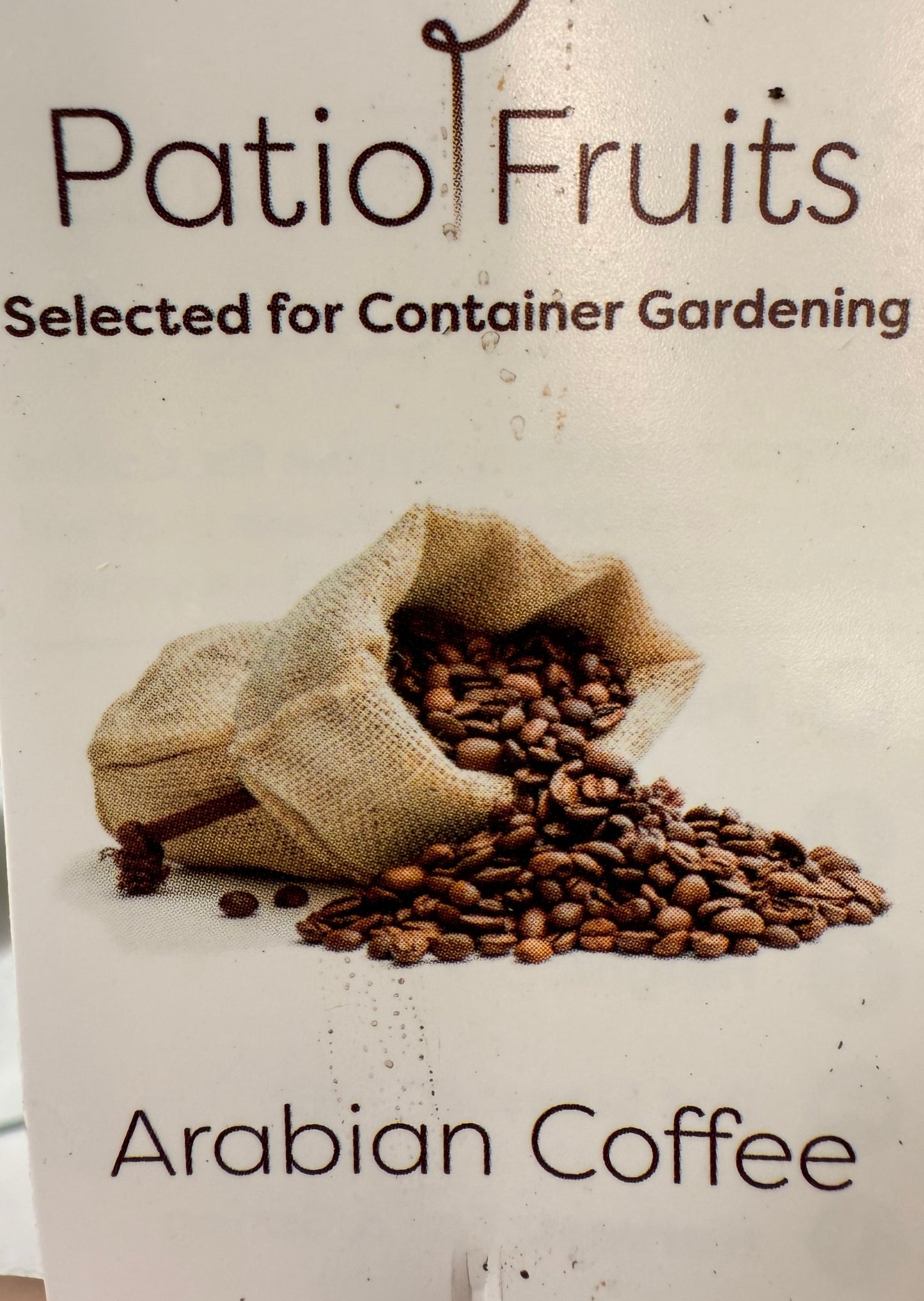 Arabica Coffee Plant - Indoor Tropical Plant - Easy Care - Container Growing - Organic Gardening - Easy to Grow