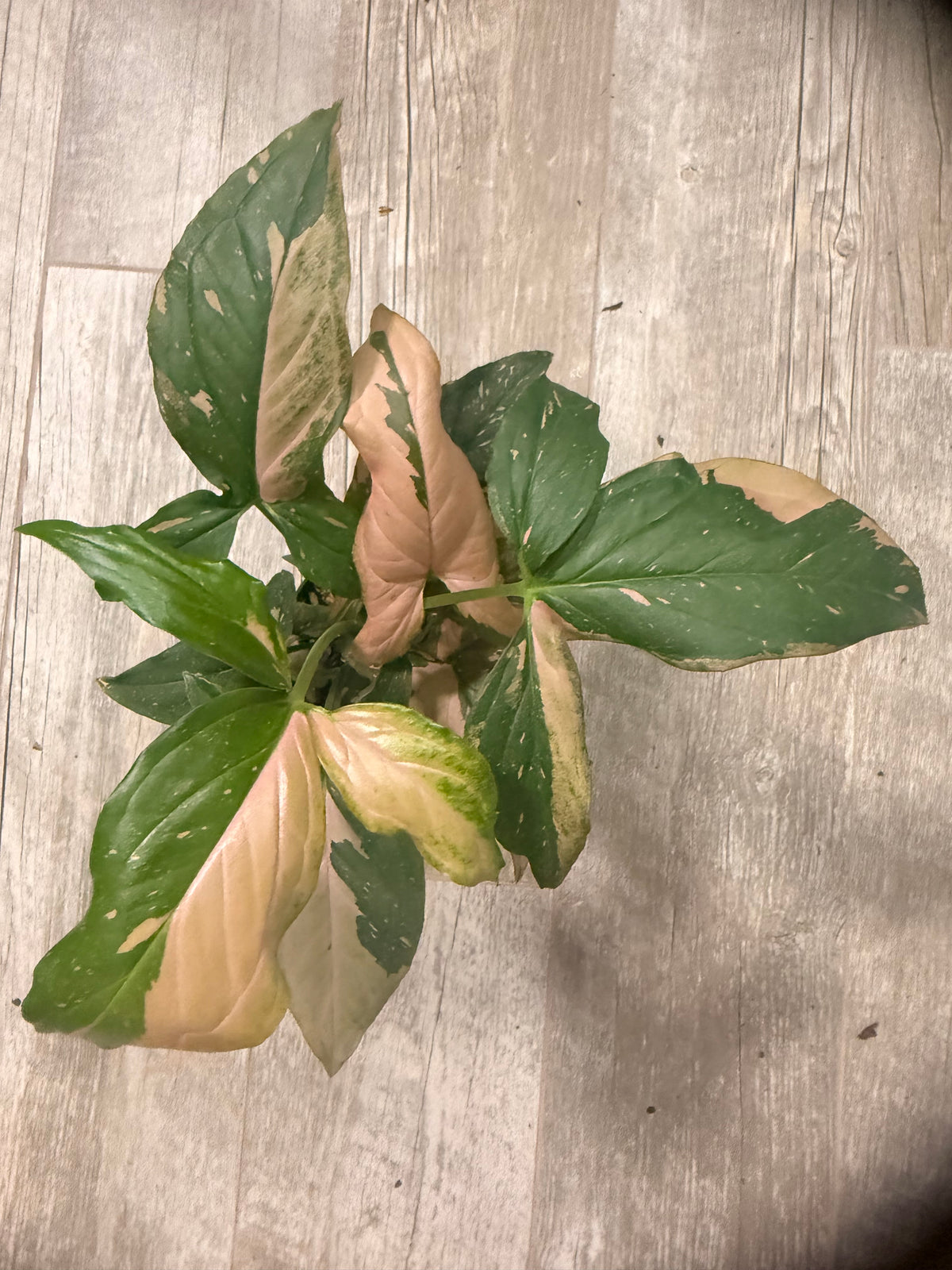 Pink Splash Syngonium - Syngonium podophyllum - Variegated Syngonium - Indoor Houseplant - Low Light Tolerant - Easy Care -Colorful Houseplants