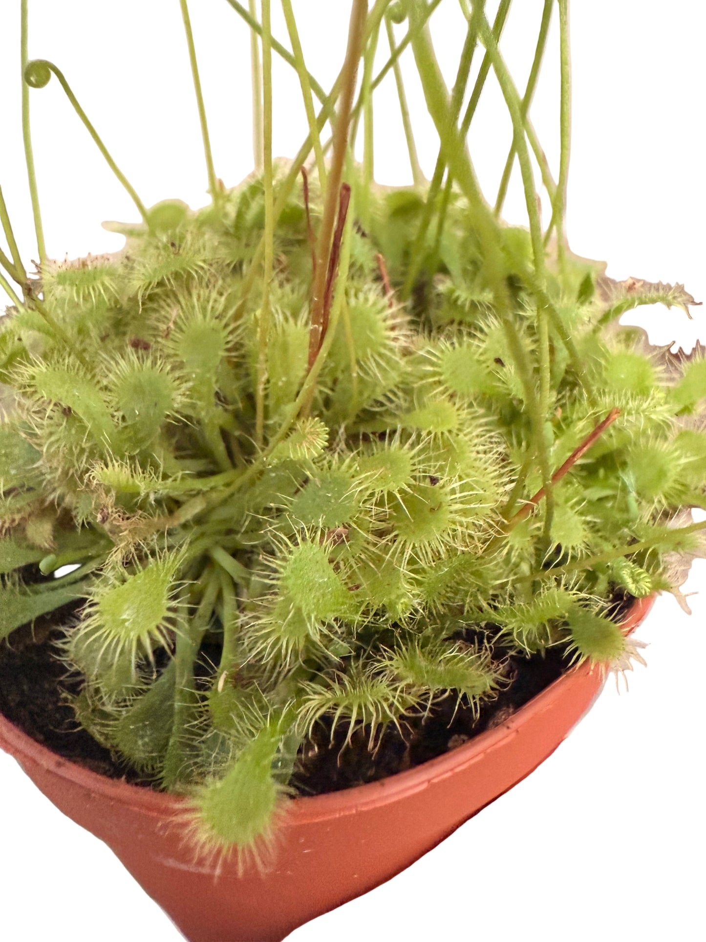 Mix of Carnivorous Live Plants - Low-Maintenance - Sundew - Sarracenia - Nepanthes - Insect-eating Plants - Terrarium Carnivorous Plants