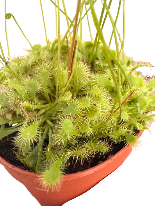 2” Spoonleaf Sundew (Drosera spathulata) – Live Carnivorous Plant - Insect-eating Plant - Terrarium Plant - Small Carnivorous Plant - Beginner Carnivorous Plant - Drosera Live Plant - Sundew Houseplant