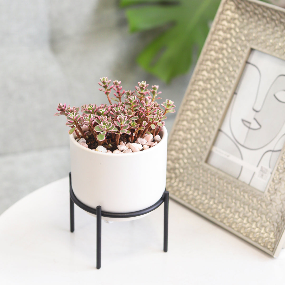 4 inch Solid White Ceramic Planter with Metal Stand