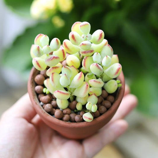 Cotyledon Pendens