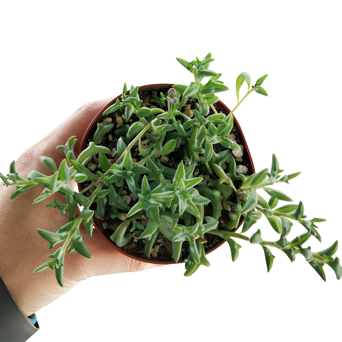 String of Dolphins Senecio Peregrinus Succulent