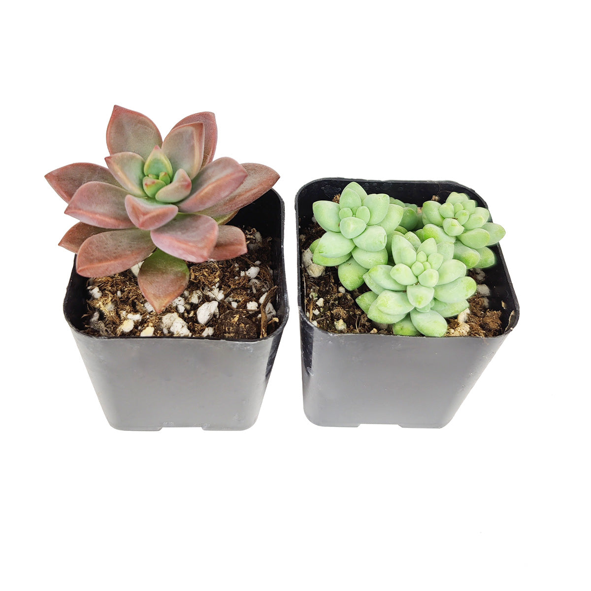 Sedum Succulent Pack