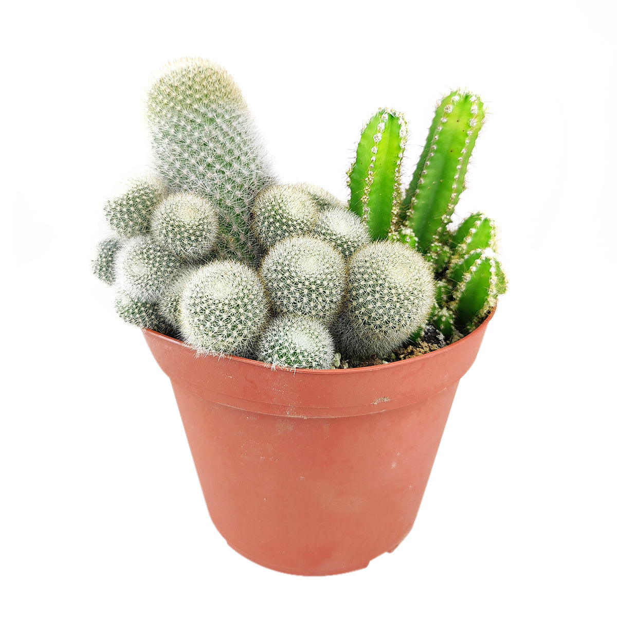 Cactus Garden Arrangement