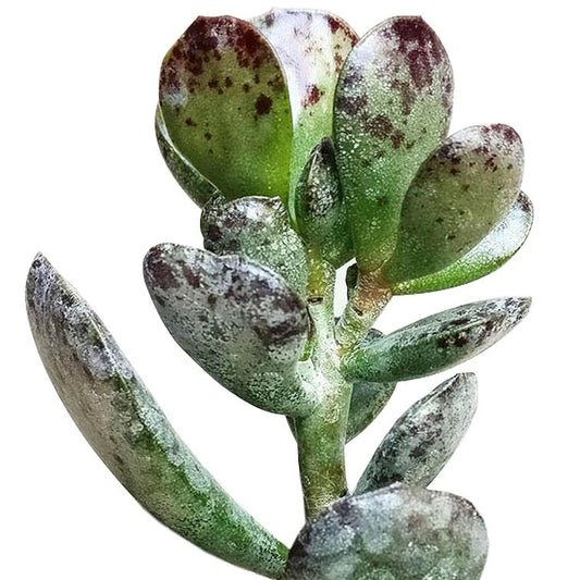 Calico Hearts Cotyledon Maculata