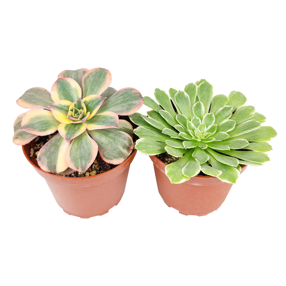 Aeonium Succulent Pack 4"